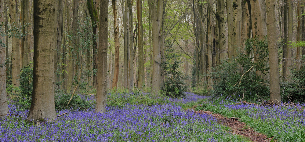 West Woods  Wiltshire Bluebell Wood 4